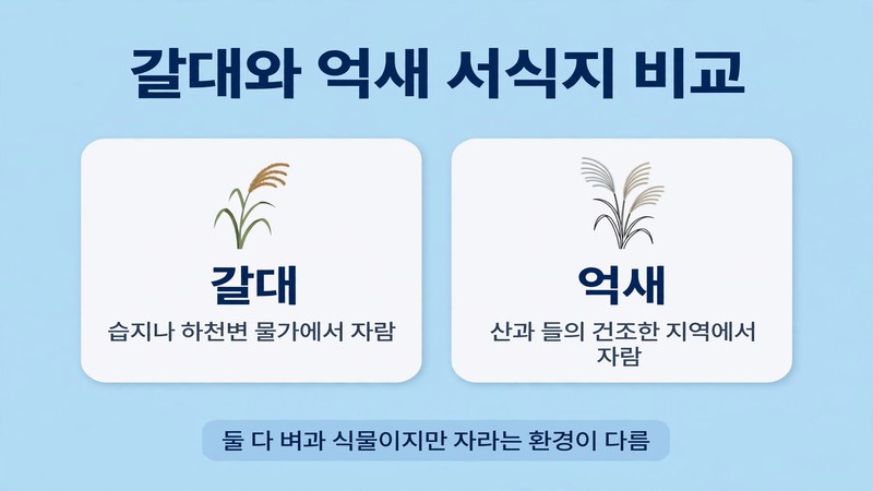 갈대와 억새 서식지 비교