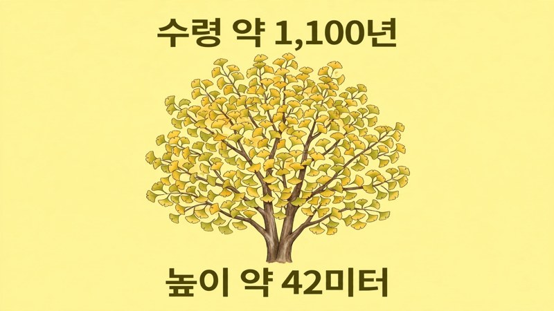 천 년을 살아온 은행나무의 규모