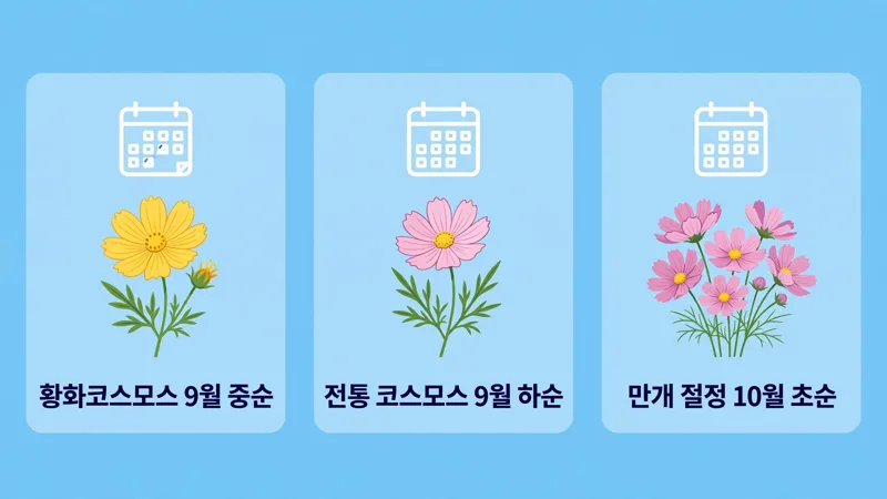 코스모스 개화 시기와 만개 포인트
