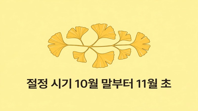 가장 노랗게 물드는 시기와 관람 요령