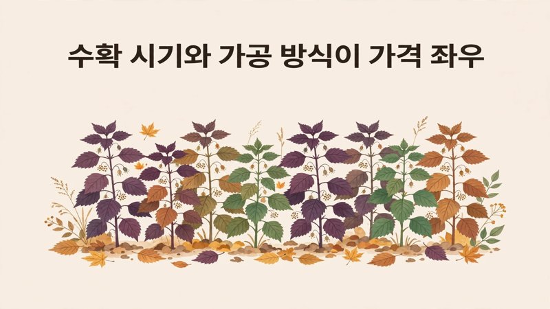 수확 시기와 가공 방식이 가격 좌우