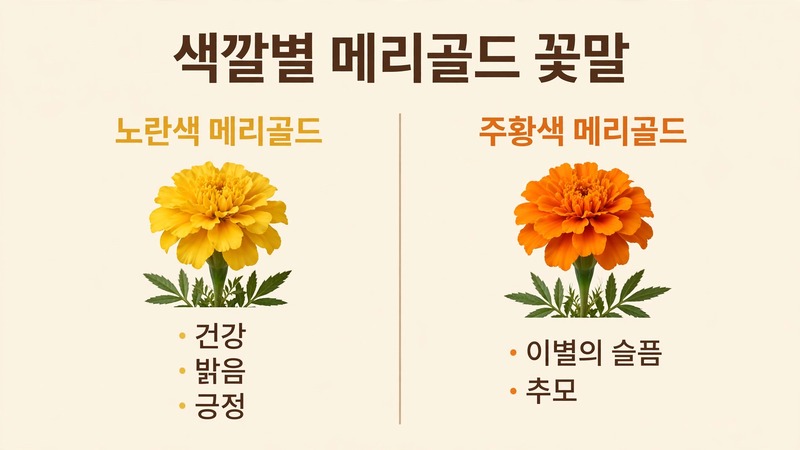 색깔별 메리골드 꽃말