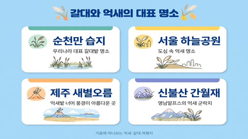 갈대와 억새의 대표 명소