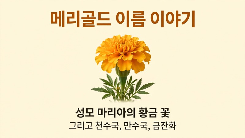 메리골드 이름 이야기
