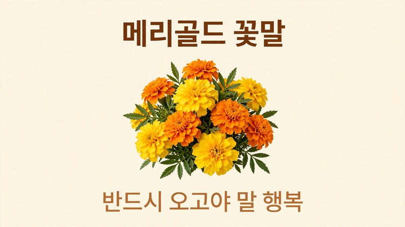 메리골드 꽃말 대표 이미지